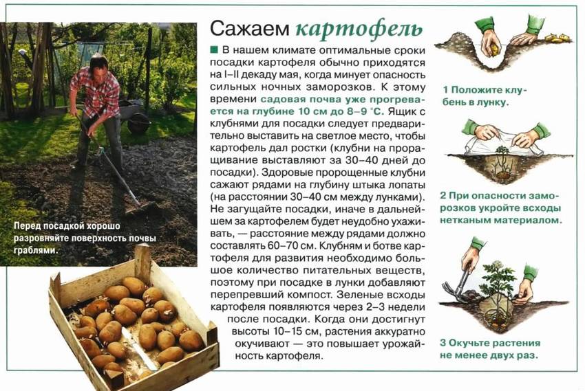 Как сажать картофель для чайников