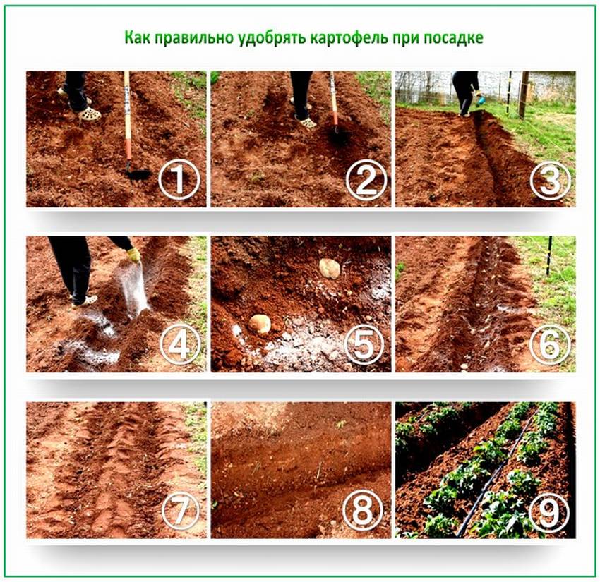 Как правильно удобрять картофель перед посадкой пошагово