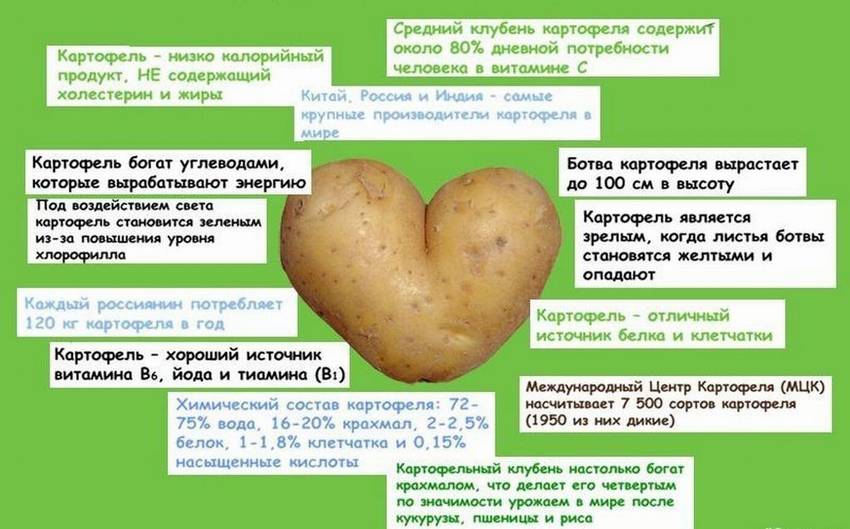 Полезные свойства картофеля