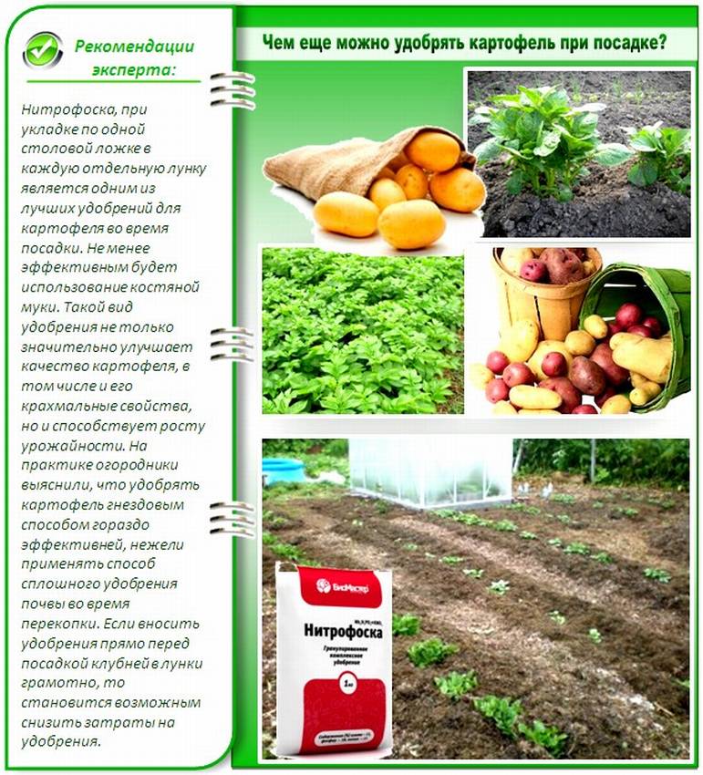 Чем еще можно удобрять картофель перед посадкой