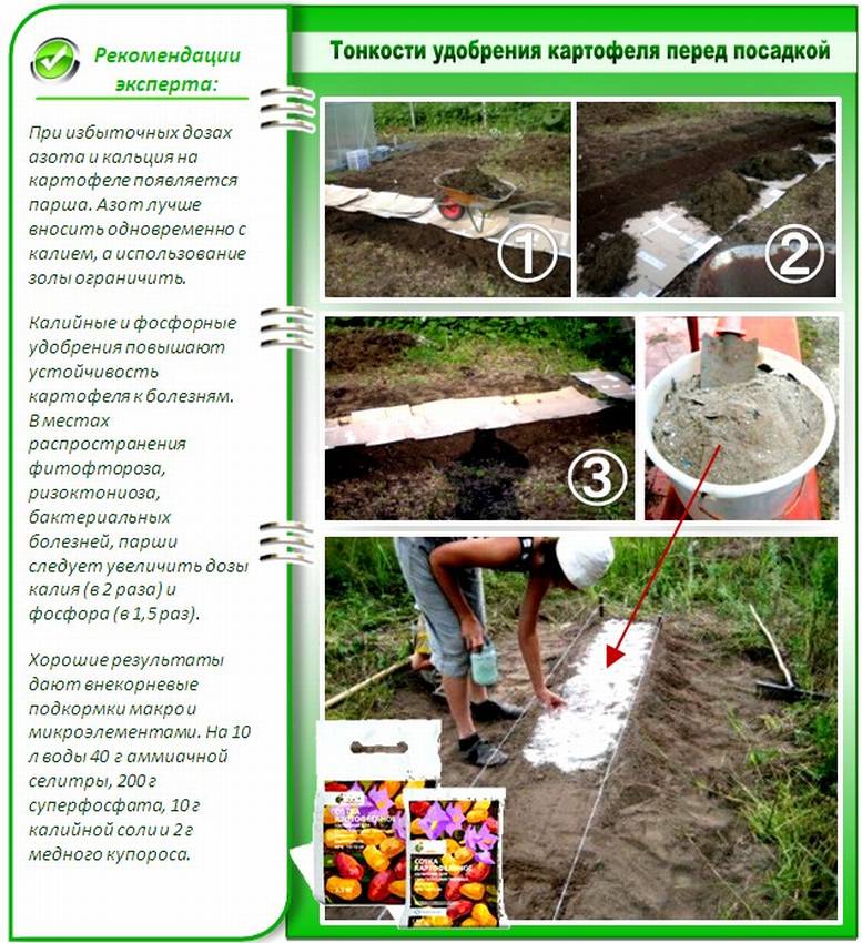 Как правильно удобрять картофель перед посадкой