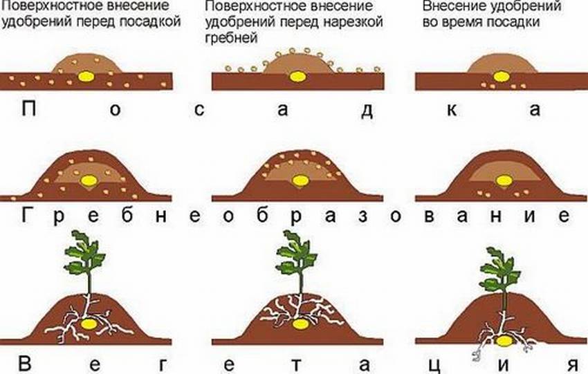 Удобрения для посадки и выращивания картофеля