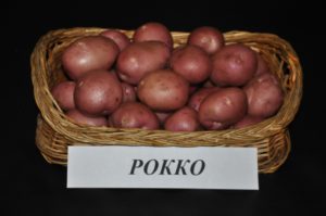 Картофель рокко