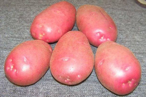картофель Родриго