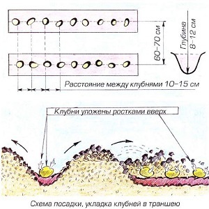 Как сажать картошку под лопатой: схема, глубина, на каком расстоянии