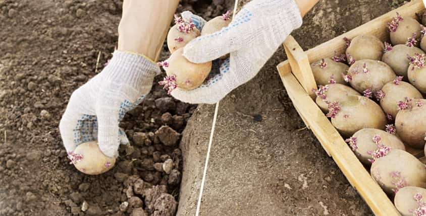 Семенной картофель