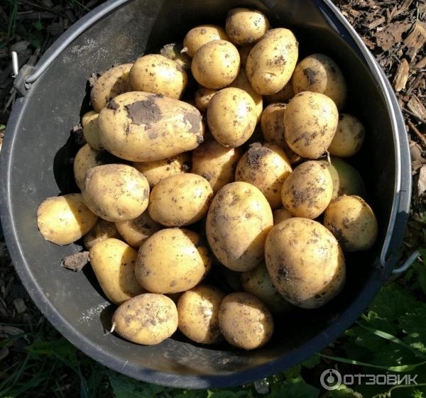Картофель Колетт: описание сорта, фото, отзывы, вкус, срок созревания, хранение