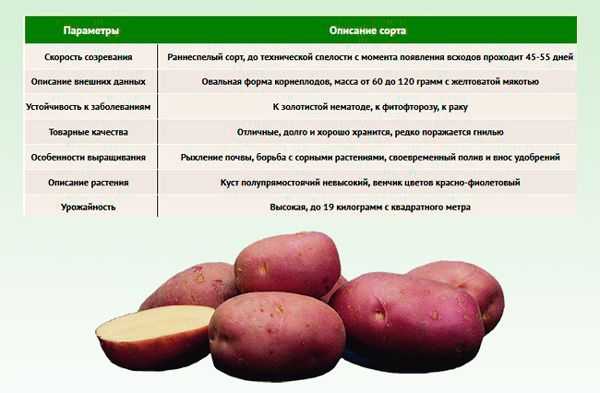 Среди среднеранних сортов столового картофеля сорт Тулеевский считается одним из самых популярных