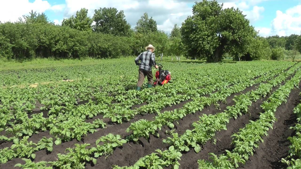 Как складывать картошку двухколесным трактором и культиватором: полезные советы