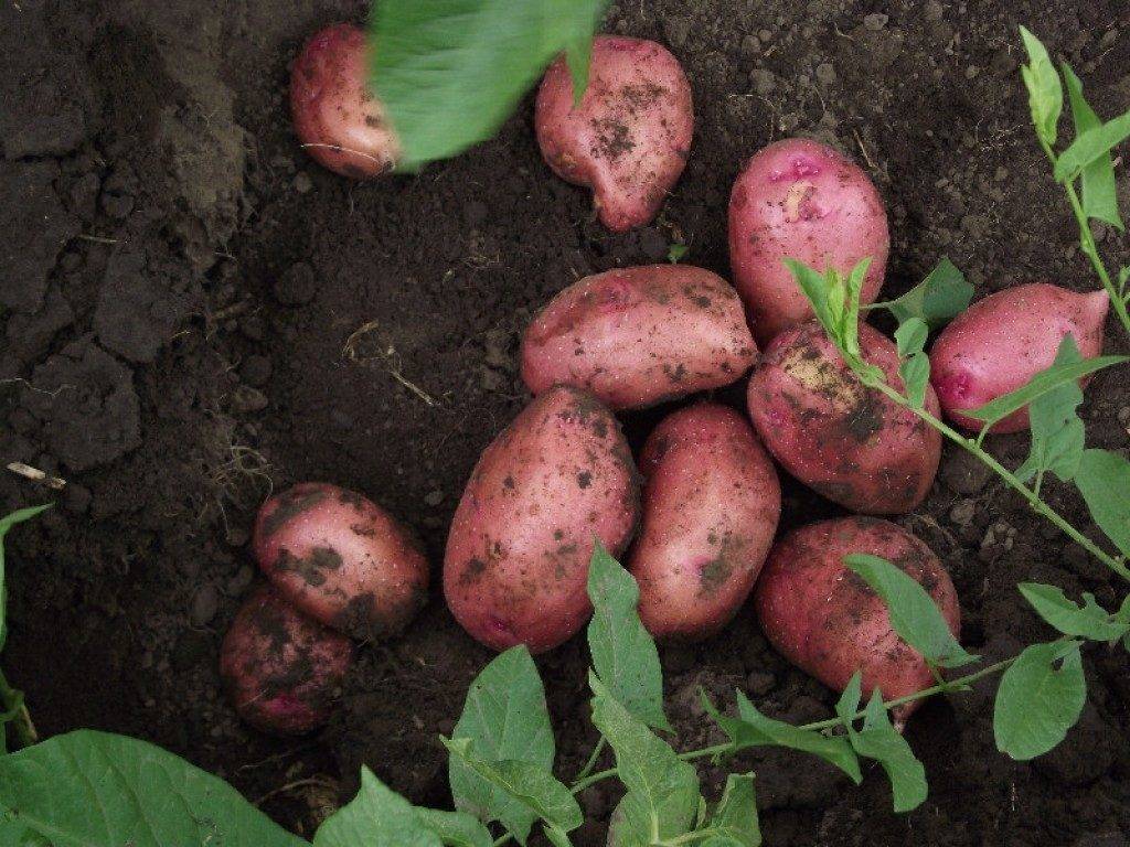 Характеристика римского семенного картофеля, описание сорта и фото